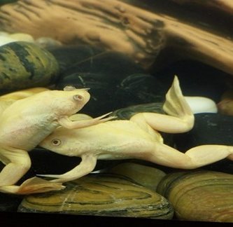 rana africana albina