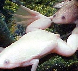 anfibios respiran