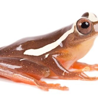 rana anfibios brillantes