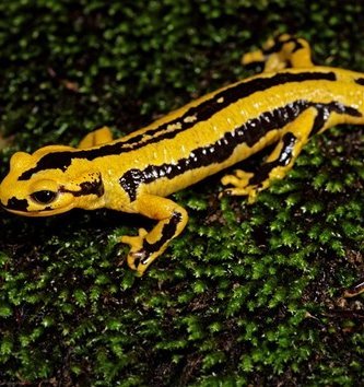 salamandra fastuosa amarilla con negro