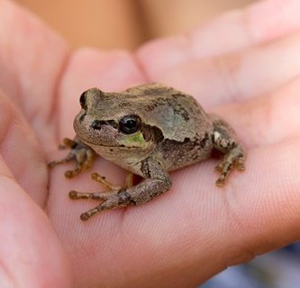 sapo pequeño en la mano