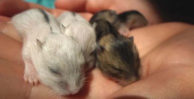 hamster hibernando