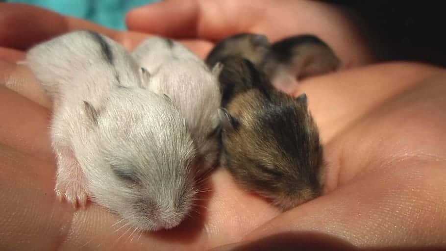 hamster hibernando