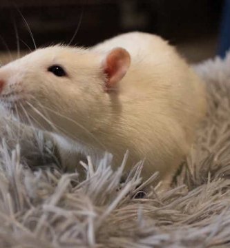 HAMSTER ACTIVO CORRIENDO