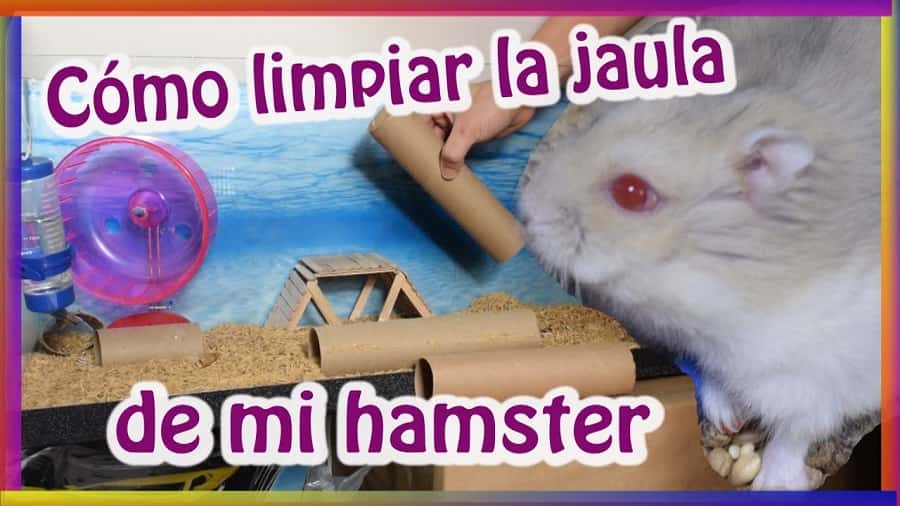 cómo limpiar la jaula de mi hamster