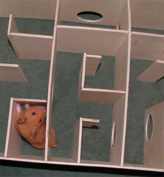 truco de hamsters