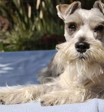 bicarbonato de sodio para sarna de perro