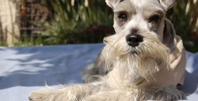 bicarbonato de sodio para sarna de perro