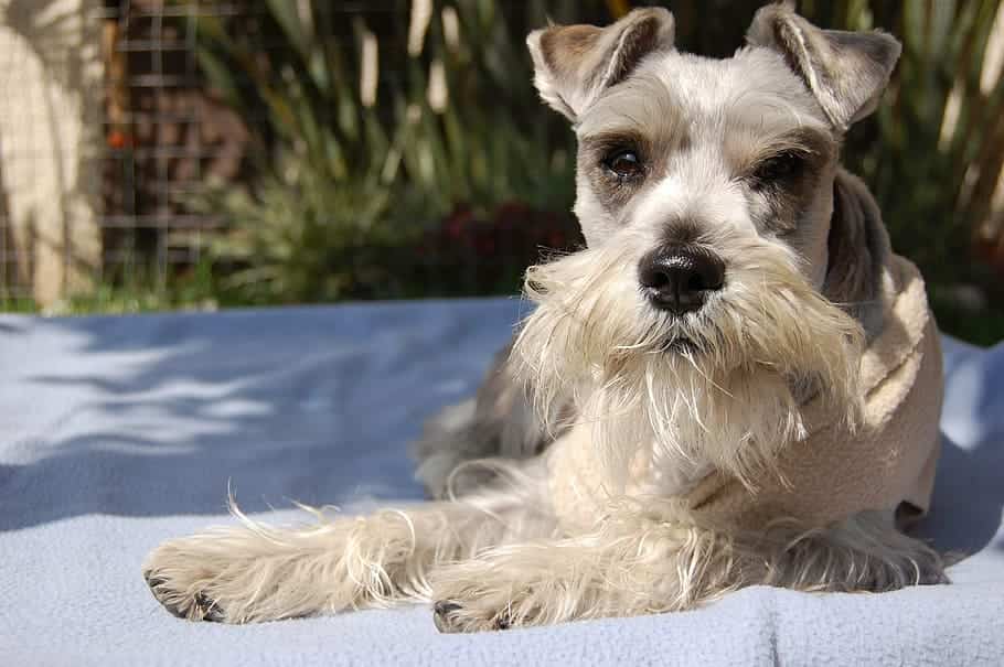 bicarbonato de sodio para sarna de perro