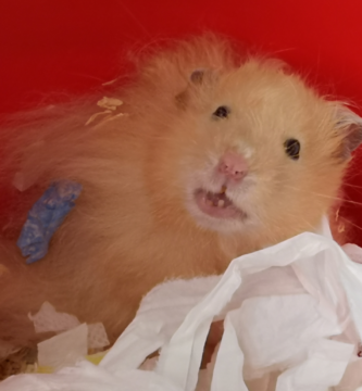 Dientes de un hámster