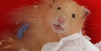 Dientes de un hámster