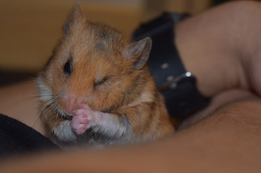Hámster comiendo