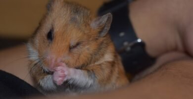 Hámster comiendo