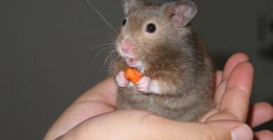 Hámster comiendo
