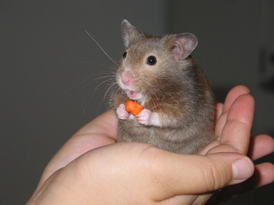 Hámster comiendo