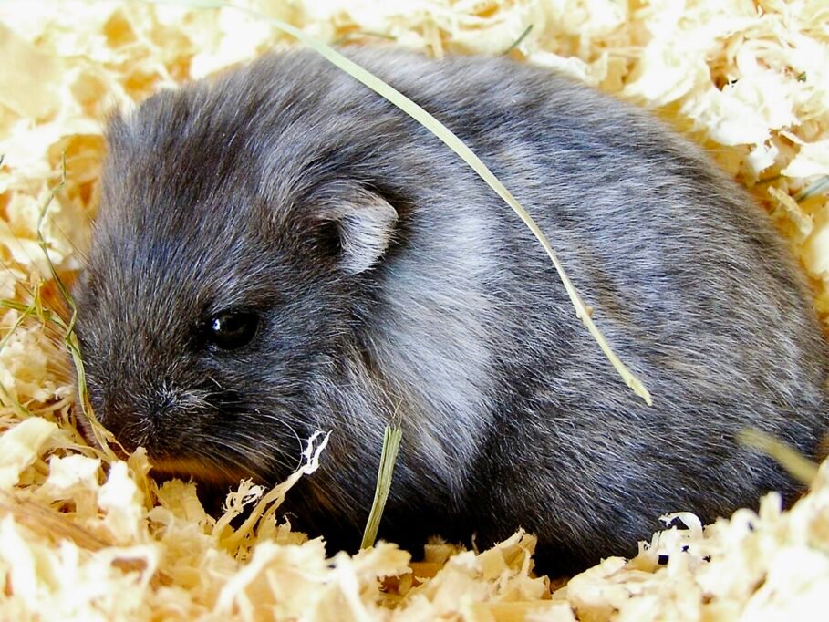 Hámster comiendo fruta