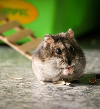 Hámster comiendo semillas