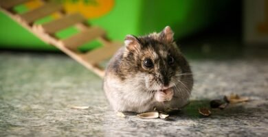 Hámster comiendo semillas