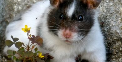 Hámster comiendo verduras