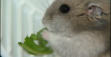 Hámster comiendo zanahoria