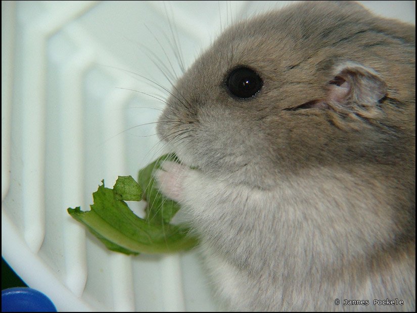 Hámster comiendo zanahoria