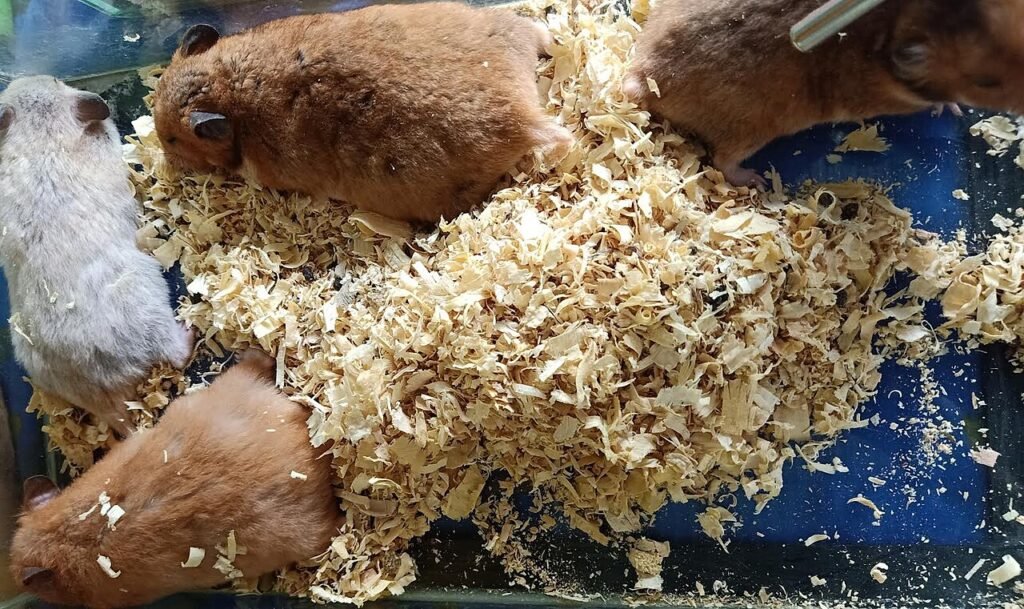 Hámster durmiendo