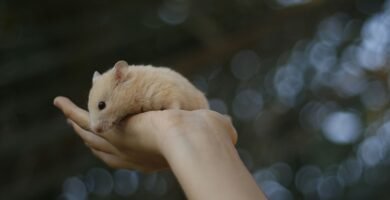 Hámster en la mano