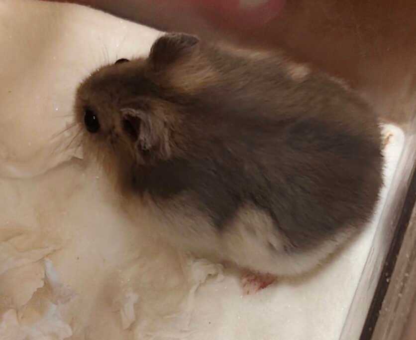 Hámster ruso en invierno