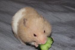 Hámster sano en su hogar