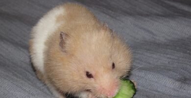 Hámster sano en su hogar