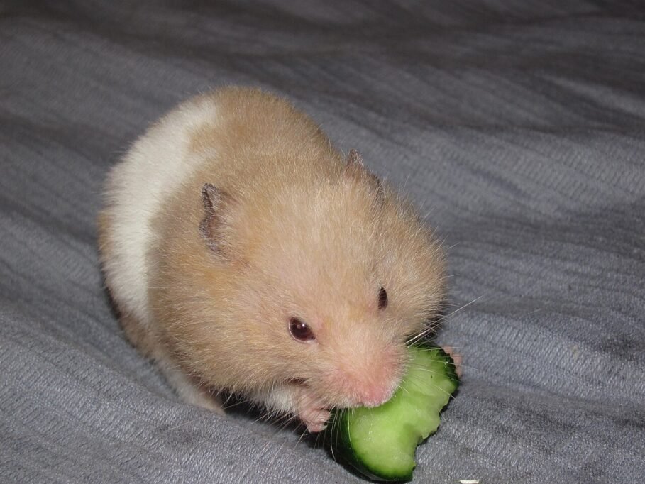 Hámster sano en su hogar
