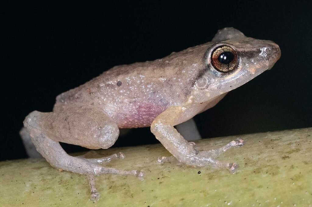 Rana coquí de Puerto Rico