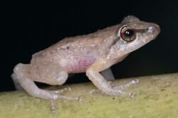 Rana coquí de Puerto Rico