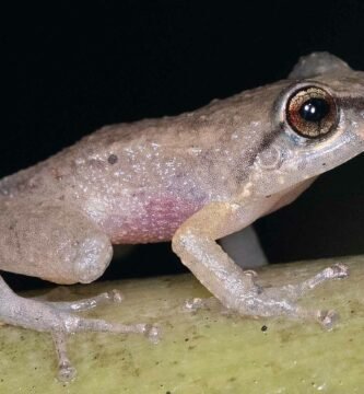 Rana coquí de Puerto Rico