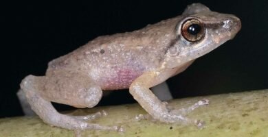 Rana coquí de Puerto Rico
