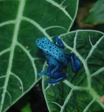 Rana dardo venenosa de colores vivos
