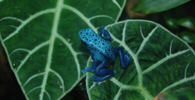 Rana dardo venenosa de colores vivos