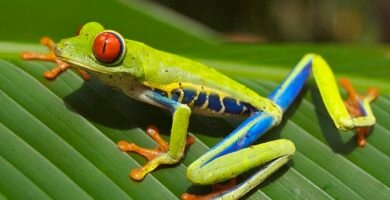 Rana de ojos rojos sobre una hoja