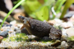 Rana enana africana en acuario