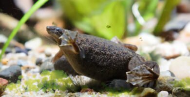 Rana enana africana en acuario