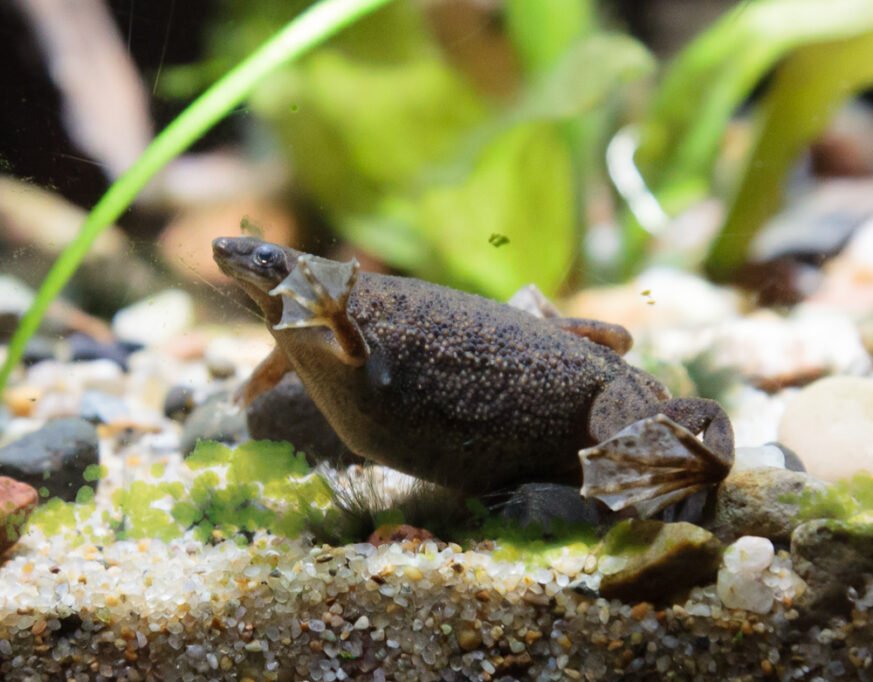 Rana enana africana en acuario