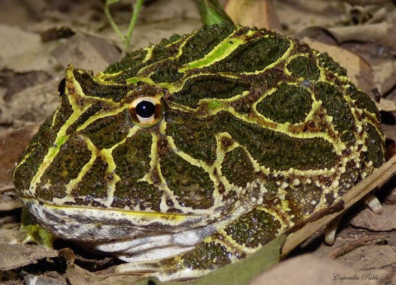 Rana pacman