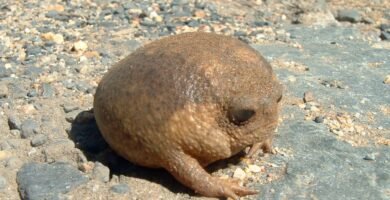 Ranas bajo la lluvia