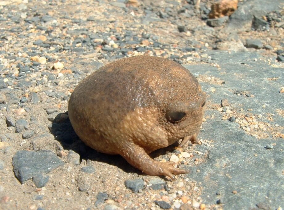 Ranas bajo la lluvia